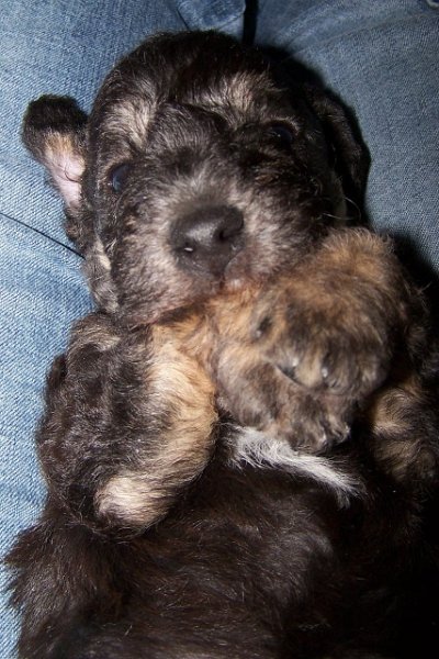 Arc-en-ciel Arlequin 06.02 (6).JPG